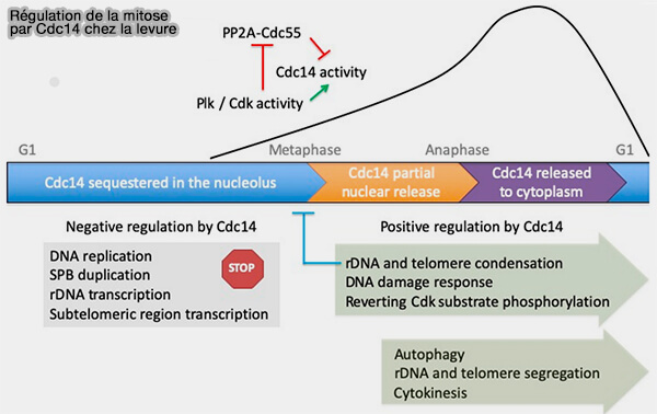 Régulation de la mitose par Cdc14 chez la levure
