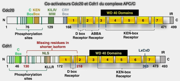 Structure des coactivateurs Cdc20 et Cdh1