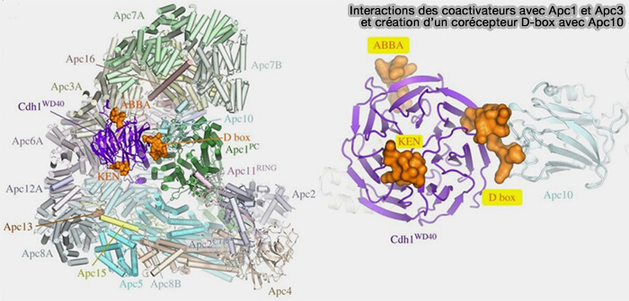 Interactions du domaine WD40 des coactivateurs avec APC/C