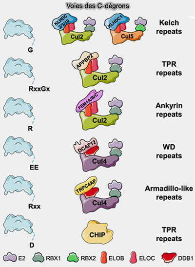 Voies des C-dégrons