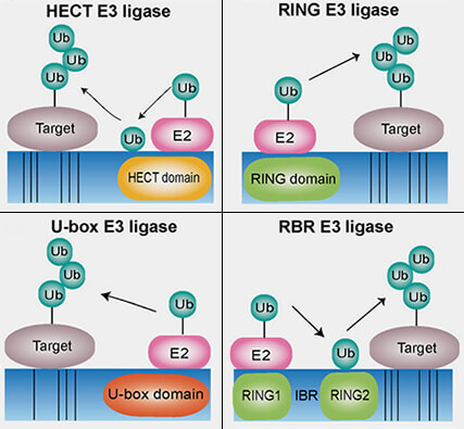 Familles des E3 ligases