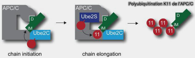 Polyubiquitination K11 par l'APC/C