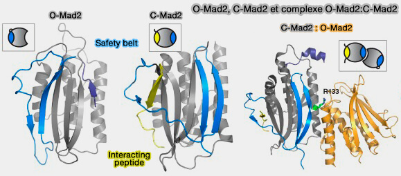 O-Mad2, C-Mad2 et complexe O-Mad2:C-Mad2