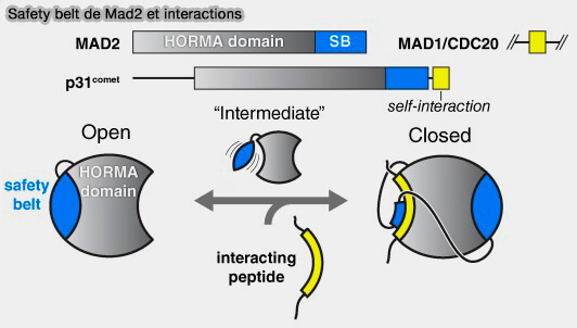 Safety belt de Mad2 et interactions