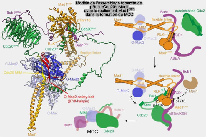Modèle de l'assemblage du MCC