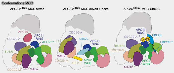 Conformations du MCC