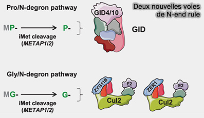 Pro et Gly-N-end-rules