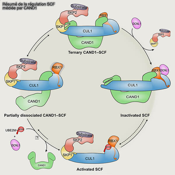 Protéines et domaine F-BOX