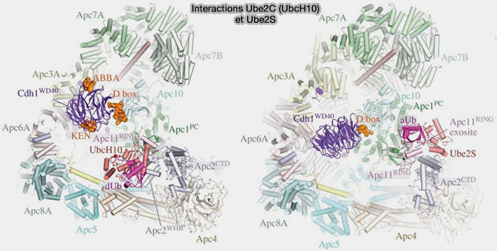 Interactions Ube2C (UbcH10) et Ube2S