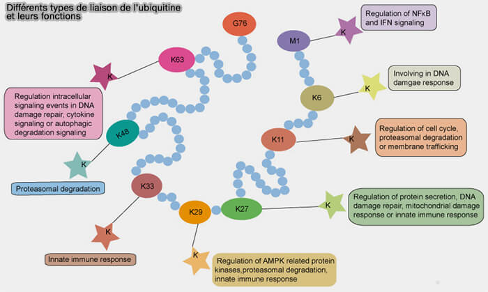 Différents types de liaison de l’ubiquitine et leurs fonctions