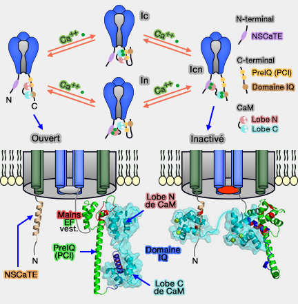 Inactivation CaM-dépendante (CDI)