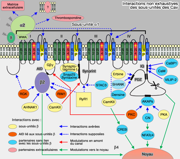 Interactions des sous-unités des Cav