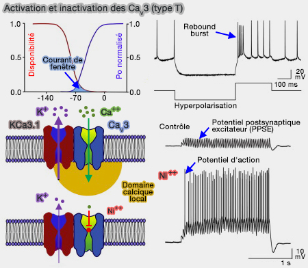 Activation et inactivation des Cav3