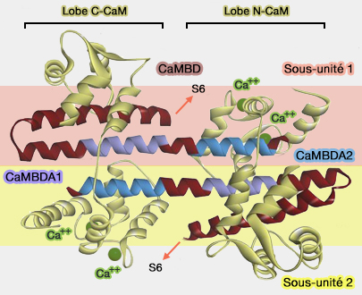 Liaison de CaM à CaMBD