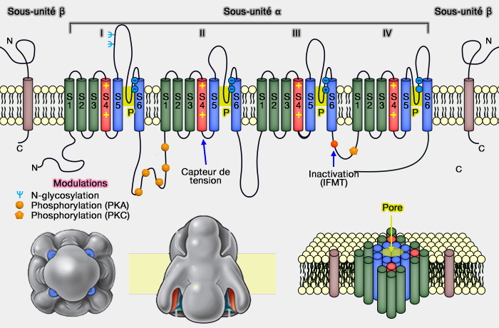 canal Na voltage-dépendant