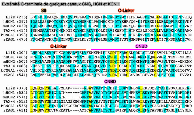 Extrémité C-terminale de quelques canaux CNG, HCN et KCNH