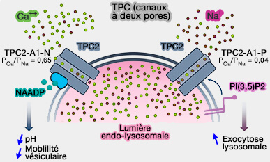 Canaux TPC (Two-Pore Channels)