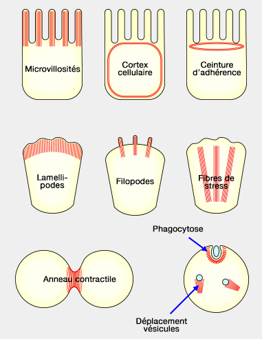 Fonctions de l'actine