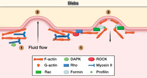 Protéines dans la formation des blebs