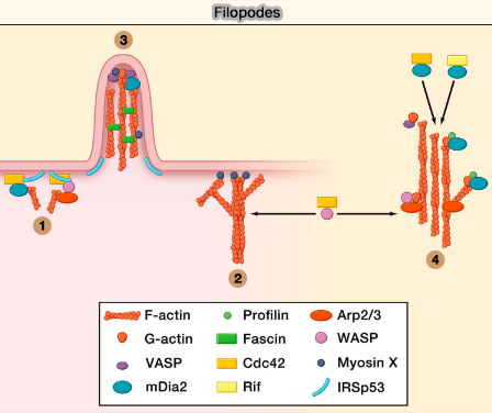 Protéines dans la formation des filipodes