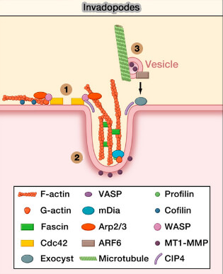 Protéines dans la formation des invadopodes