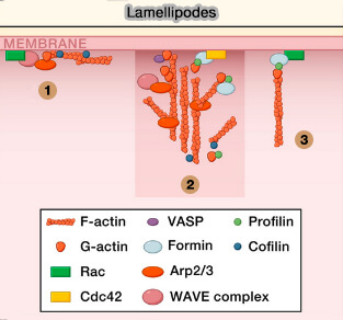 Protéines dans la formation des lamellipodes