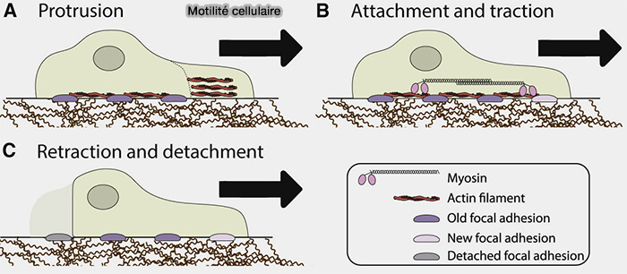 Complexe de fusion membranaire