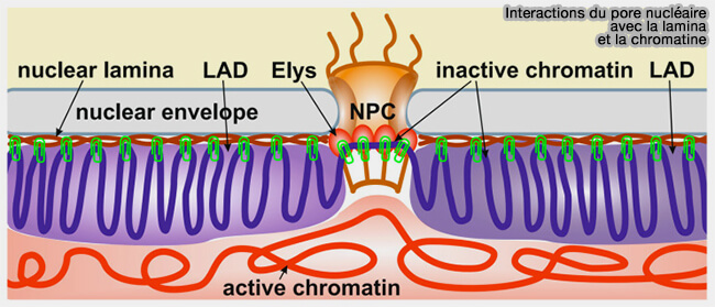 Interactions de la lamina avec la chromatine