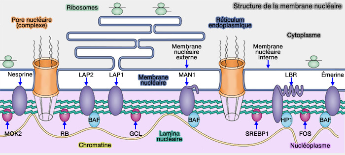 Structure de la membrane nucléaire