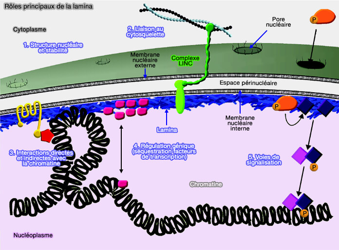 Rôles principaux de la lamina