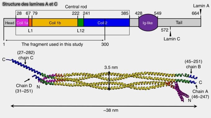 Structure des lamines A et C