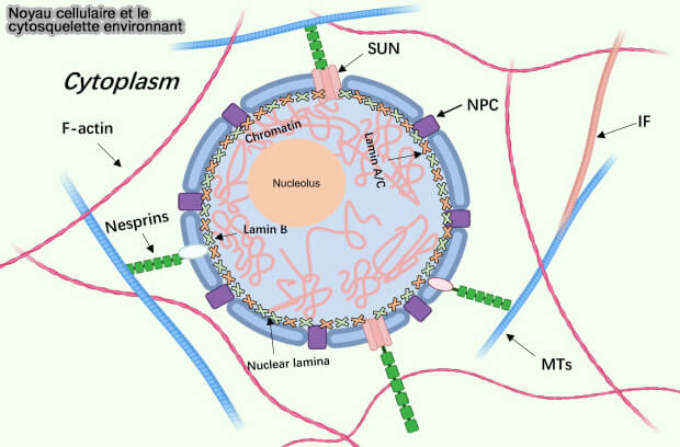 Noyau cellulaire et le cytosquelette environnant