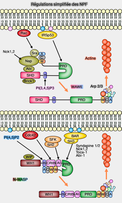 Exemples simplifiés des régulations des NPF