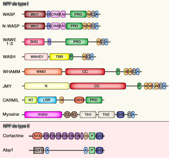 Différents NPF (Nucleation Promoting Factor)