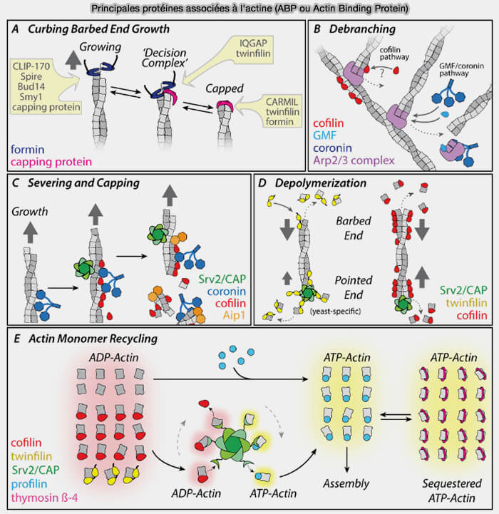 Principales protéines associées à l'actine (ABP ou Actin Binding Protein)