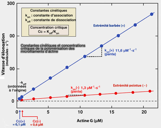 Assemblage spontané et régulé des microfilaments d'actine