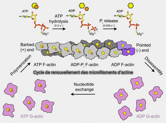 Cycle de renouvellement des microfilaments d'actine