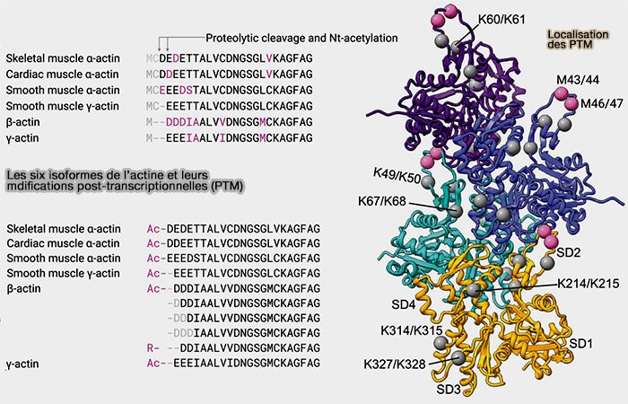 Les six isoformes de l'actine et leurs modifications post-transcriptionnelles (PTM)