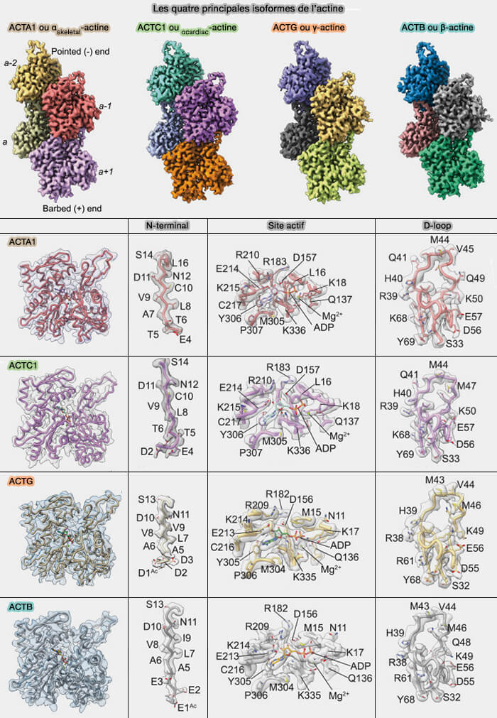 Les quatre principales isoformes de l'actine