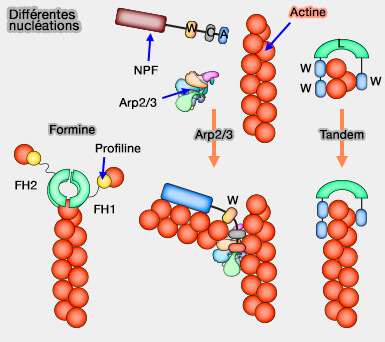 Protéines de nucléation de l'actine
