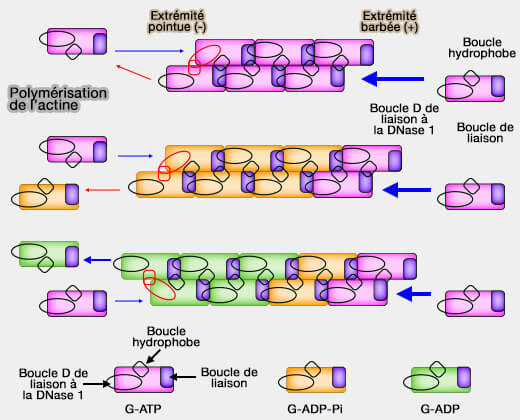 Polymérisation de l'actine-F
