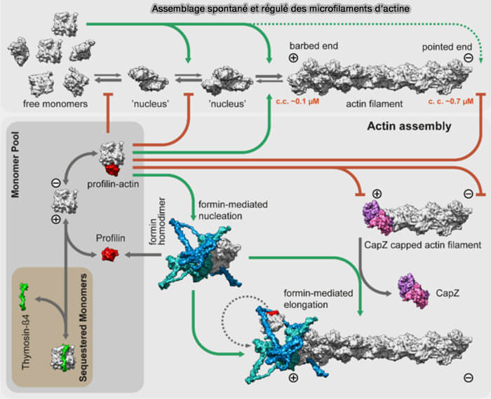 Assemblage spontané et régulé des microfilaments d'actine