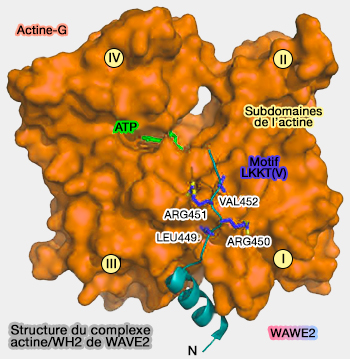 Liaison entre l'actine et WAVE2