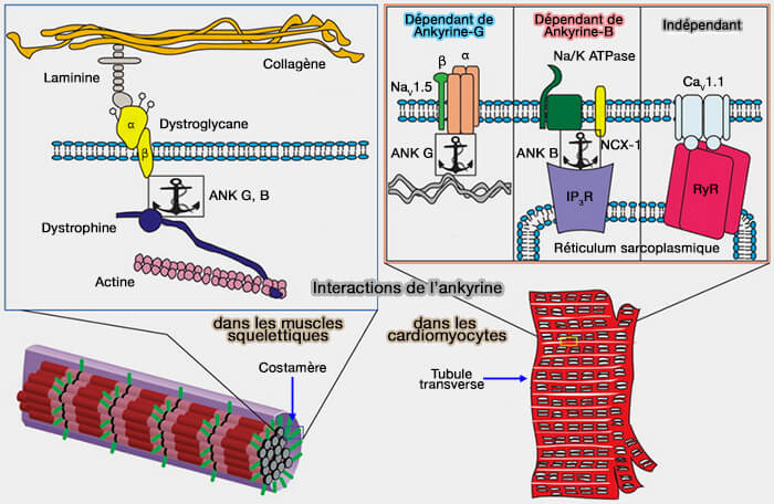 Interactions de l'ankyrine dans les muscles squelettiques et les cardiomyocytes
