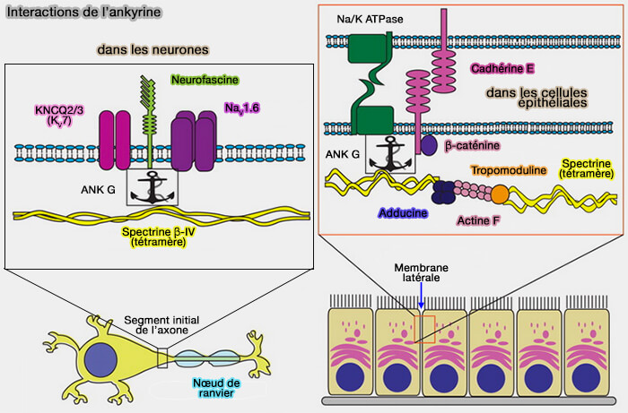 Interactions de l'ankyrine dans les neurones et les cellules épithéliales