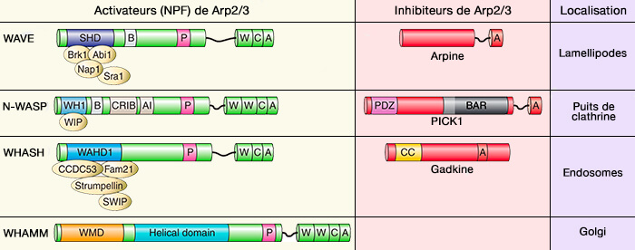 Interactions des osus-unités des Cav
