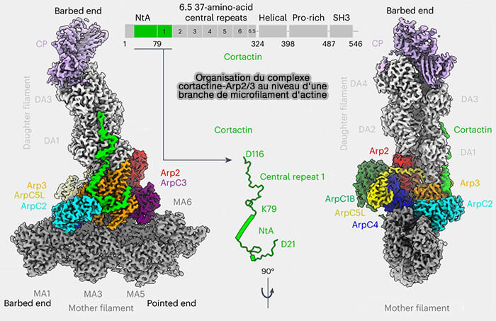 Organisation du complexe cortactine-Arp2/3 au niveau d'une branche de microfilament d'actine