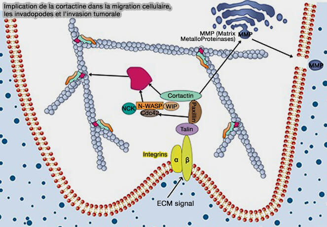 Implication de la cortactine dans la migration cellulaire, les invadopodes et l'invasion tumorale