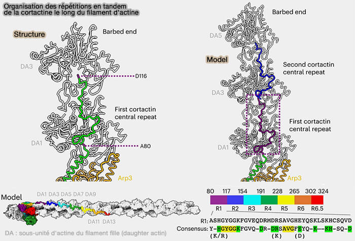 Organisation des répétitions en tandem de la cortactine le long du filament d'actine