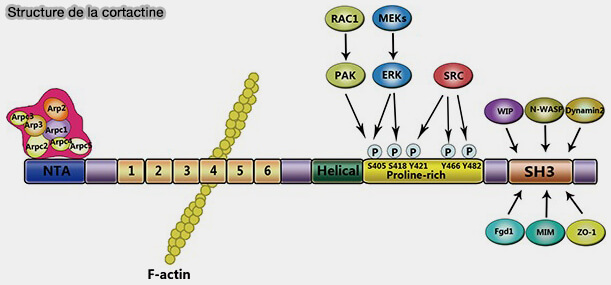 Structure de la cortactine